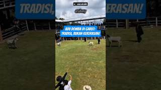 Download lagu Adu Domba di Garut: Tradisi, Bukan Kekerasan! mp3