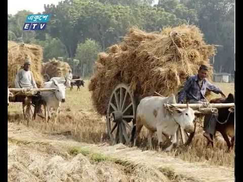 বিলুপ্তির পথে গ্রাম বাংলার ঐতিহ্যবাহী গরুর গাড়ি
