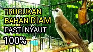 Download lagu Suara burung trucukan gacor memancin lawan Pancingan trucukan betina memanggil jantan agar bunyi mp3
