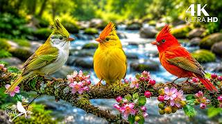 🐦 Relaxing Piano & Bird Sounds | Calm Mind, Stress Relief & Peaceful Nature Ambience