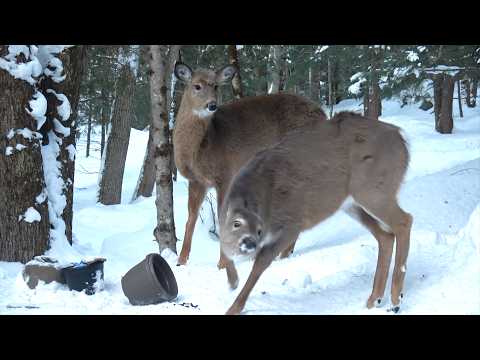 밥그릇 뺏긴 루루가 보인 행동