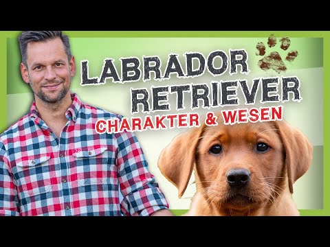 LABRADOR RETRIEVER: Rasse, Linien, und Wesen [Rasseportrait]