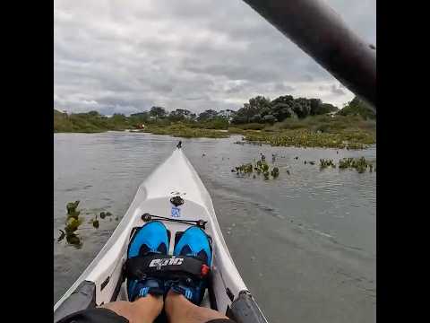 Mangrove paddling #surfski #mangrove #kayaker #newzealand