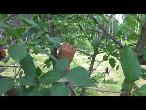 Jak przyciąć Wiśnie po owocowaniu?