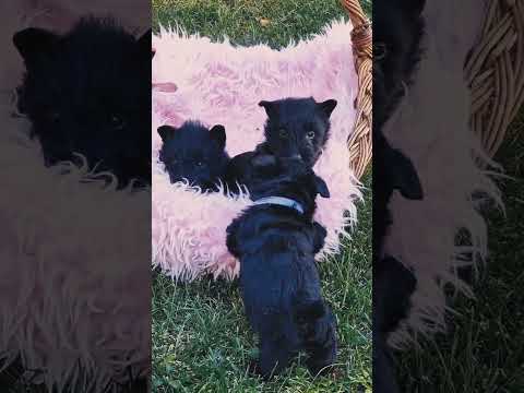 Perros Terrier Escocés en venta