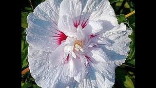 I Like The Christian Life: Pastor Roger Wade. 28.11.14