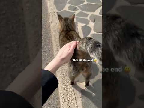This tabby cat has sth to say about touching his tail