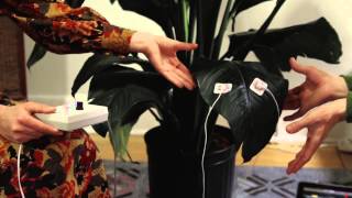 Video thumbnail for MIDI Sprout Demo by Data Garden