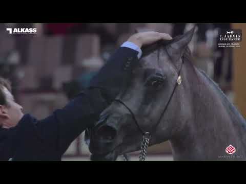 N 80 GHALEB AL JOOD   Katara Int  Arabian Horse Festival 2023   Colts 2 Years Old Class 5A