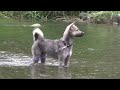 Kishu - kishu dog(Japanese Kishu Inu) swim in the River