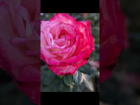 フロリバンダ ローズ 'ザンガーホイザー アニバーサリー ローズ' 植物