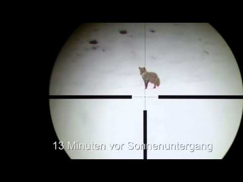 2015 03 01 Fuchs Suppingen