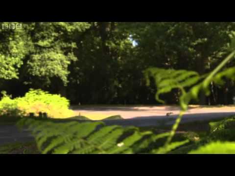 One Man and His Campervan - New Forest part 1