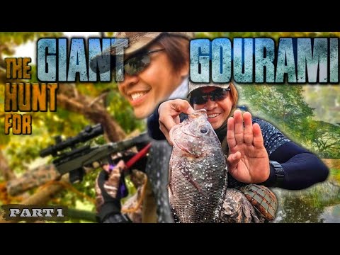 EP858-P1 - The Hunt for Giant Gourami