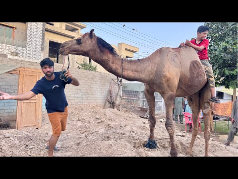 Mini Zoo Main Camel Agiya😍