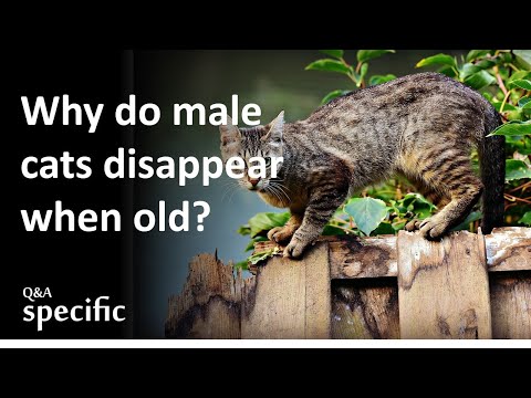 Why do male cats always disappear when they are old?