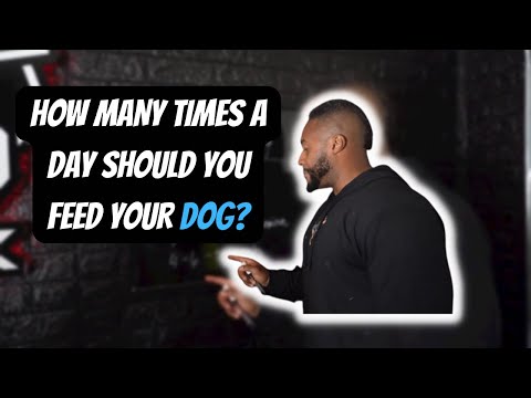 Feed your dog once a day? How often should your dog eat?