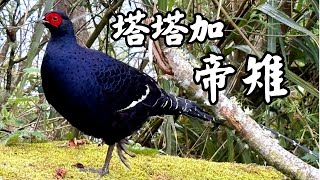 千元鈔票背面的臺灣國鳥 帝雉/塔塔加 玉山