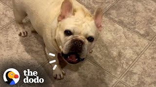 The Dodo Stubborn Frenchie Hilariously Argues With Mom For 3 Hours Over Dinner Video