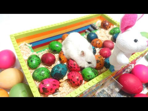 Easter Eggs DIY 🐹 With Hamsters