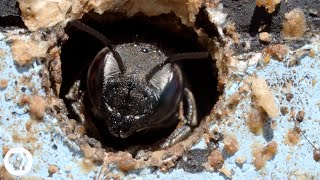 This Bee Gets Punched by Flowers For Your Ice Cream | Deep Look