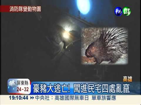 動物大爆走! 消防隊整夜抓不完