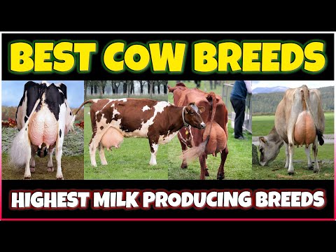 , title : 'Highest Milk Producing Cow Breeds: Holstein, Jersey, Guernsey, Brown Swiss, Ayrshire'