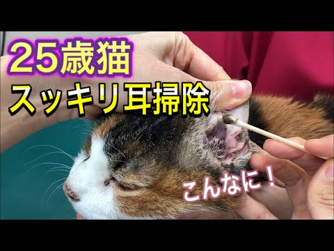 猫の耳掃除の方法