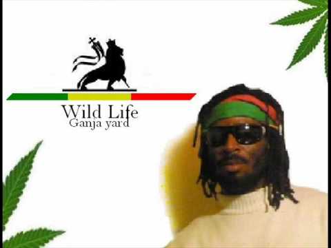 Wildlife - Ganja Yard