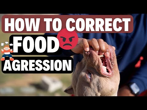 Dog Food Aggression: How to Fix! (Step by Step)