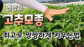 고추모종 짱짱하게 키우는법  온도,영양제,주인 정성이How to grow red pepper seedling…