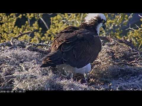 First Egg is Laid at the Savannah Osprey Cam – March 8, 2018