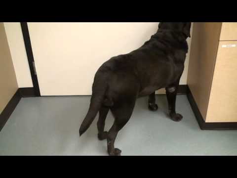 Rocky HART gets a new home