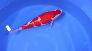 video van Kohaku KO-V23-10253