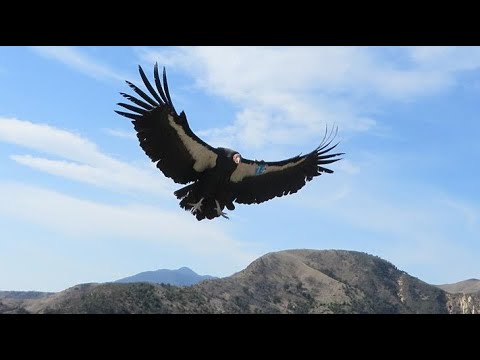 California Condors