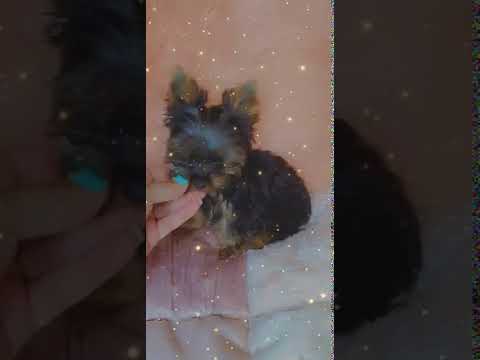 Tiny Princess video taken nov 23 2020