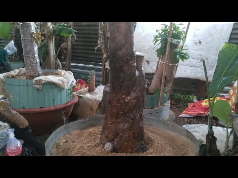 Mai rừng xử lý trồng lại kết quả bất ngờ/ Kỹ thuật xử trồng Phôi Mai rừng /Hữu Mai Vàng.