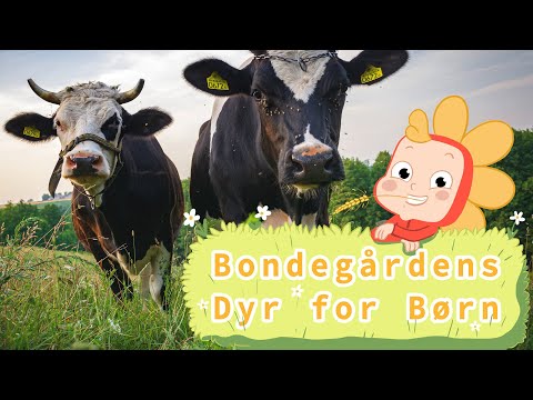 Bondegårdens Dyr for Børn | lær om bondegårdsdyr sammen med Nanna Ninja