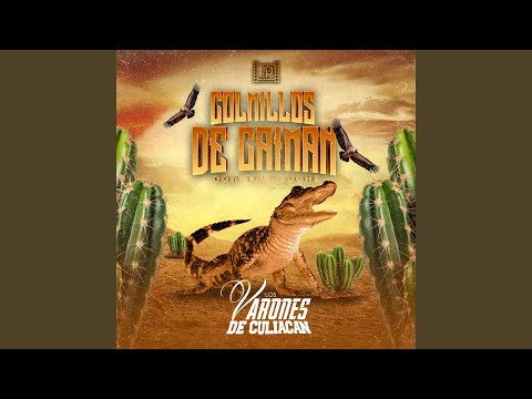 Colmillos de Caimán (Con Tololoche)