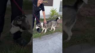 Video preview image #1 Siberian Husky Puppy For Sale in Oceanside, CA, USA