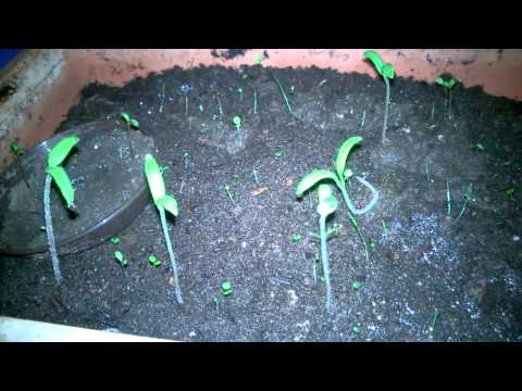 Urzeitcode 1. Versuch 14 Tage später