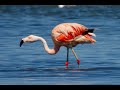 FERNANDO THE CHILEAN FLAMINGO California