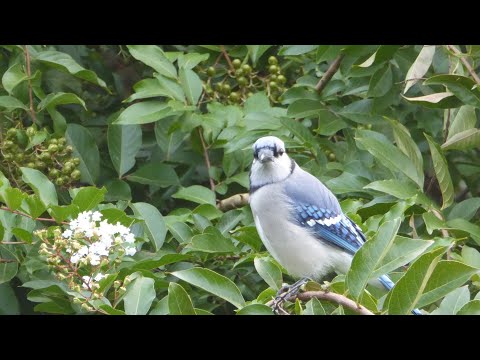 How to attract Blue Jays - Basic tips