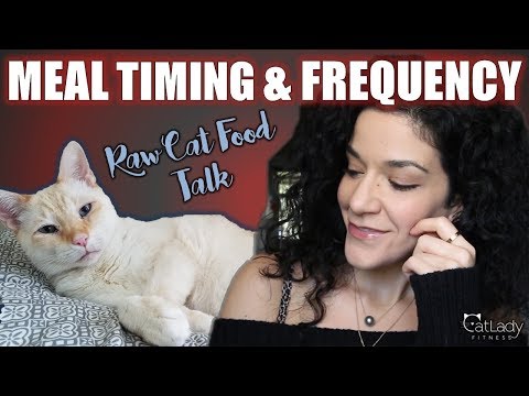 Raw Cat Food talk: What is the BEST time (and frequency) to feed your cat? - Cat Lady Fitness