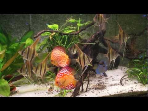 Orinoko Altum Skalare Altum Angels Gruppe