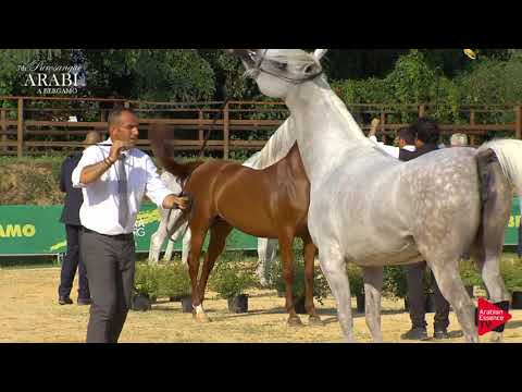 D Aziza Bergamo show 2019 championship