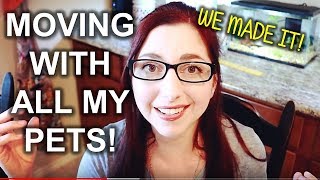 Moving With All My Animals! Moving Disasters And Future Plans!