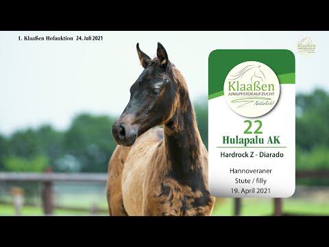 Hofauktion Klaaßen Katalog-Nr. 22 Hulapalu AK Stute v. Hardrock Z - Diarado