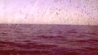 Francesco D'Errico: A Glance