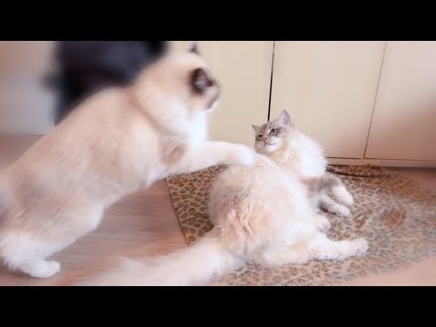 Two Cats Play Fighting  - Normal Daily Wrestling Behaviour